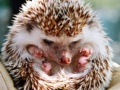                                                                     Small hedgehog קחשמ