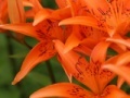                                                                     Jigsaw: Orange Lilies קחשמ