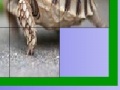                                                                    Hungry turtle slide puzzle קחשמ