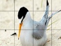                                                                     Orange beak bird slide puzzle קחשמ