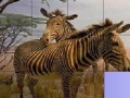                                                                     Zebras in The Desert: Slide Puzzle קחשמ