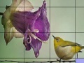                                                                     Bird on a wire slide puzzle קחשמ