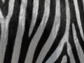                                                                     Jigsaw: Zebra Stripes קחשמ