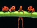                                                                     Brave acrobat frogs slide puzzle קחשמ
