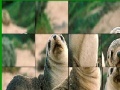                                                                     Cute seals slide puzzle קחשמ