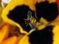                                                                     Hidden Bee קחשמ