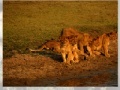                                                                     Wild Lion Jigsaw  קחשמ