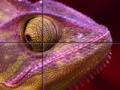                                                                     Purple Chameleon: Slider Puzzle קחשמ