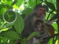                                                                     Hidden Animals: Baby Monkeys קחשמ