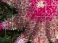                                                                     Staefish Jigsaw קחשמ