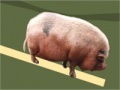                                                                     Pig Tossing קחשמ