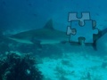                                                                     Shark Puzzle קחשמ