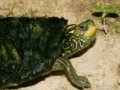                                                                     Map Turtle Jigsaw קחשמ