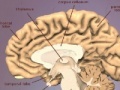                                                                     The Brain קחשמ
