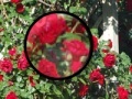                                                                     Rose Garden Hidden Numbers קחשמ
