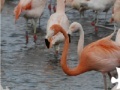                                                                     Flamingo קחשמ
