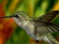                                                                     Hummingbird קחשמ