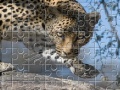                                                                     Leopard Jigsaw Puzzle קחשמ