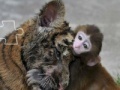                                                                     Funny Tiger and Monkey קחשמ