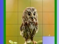                                                                     Little Owl Slide Puzzle קחשמ