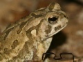                                                                     Fowler's Toad Jigsaw Puzzle קחשמ