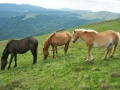                                                                    Jigsaw Three of Horses קחשמ