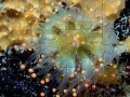                                                                     Jellyfish Jigsaw קחשמ