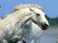                                                                     Puzzle: Horses in Water קחשמ