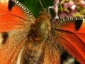                                                                     Butterflies Hidden Images קחשמ