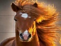                                                                    Wild big horse slide puzzle קחשמ