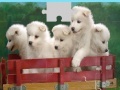                                                                     Puppies Puzzle קחשמ
