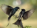                                                                    Two Birds Jigsaw Puzzle קחשמ