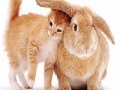                                                                    Cute cat and rabbit slide puzzle קחשמ