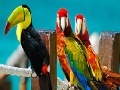                                                                     Colorful parrots slide puzzle קחשמ