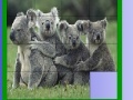                                                                     Four koala slide puzzle קחשמ