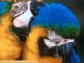                                                                     Parrots Sliding Puzzle קחשמ