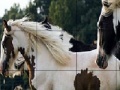                                                                     Cute spotted horses slide puzzle קחשמ