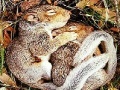                                                                     Sleepy squirrels slide puzzle קחשמ