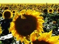                                                                     Sunflowers jigsaw קחשמ