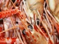                                                                    Seafood hidden images קחשמ