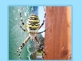                                                                     Spiders Jigsaw קחשמ