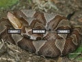                                                                     Puzzle Copperhead קחשמ