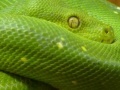                                                                     Snakes hidden images קחשמ