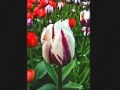                                                                     Tulip flower קחשמ