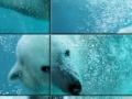                                                                     Underwater Polar Bear Slider Puzzle קחשמ