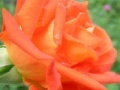                                                                     Orange Rose קחשמ