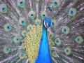                                                                     Peacock Slider קחשמ