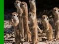                                                                     Shy meerkat family slide puzzle קחשמ