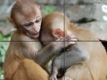                                                                     Baby Monkeys Slider Puzzle קחשמ