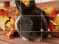                                                                     Puzzles Grey Rabbits קחשמ
